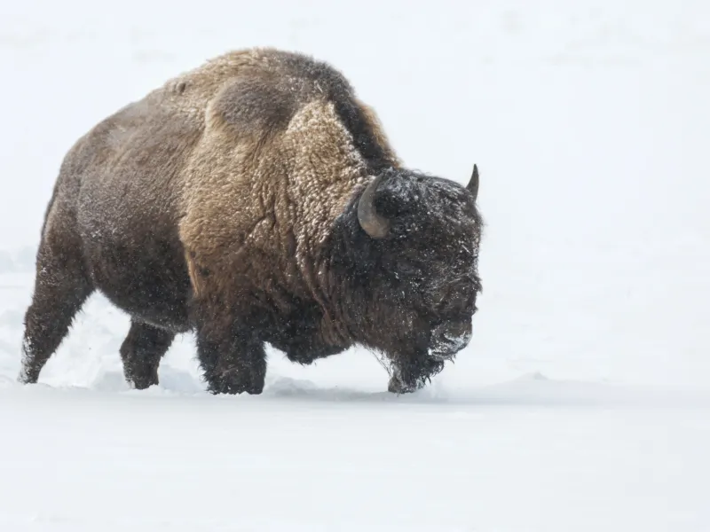 a bear that is standing in the snow