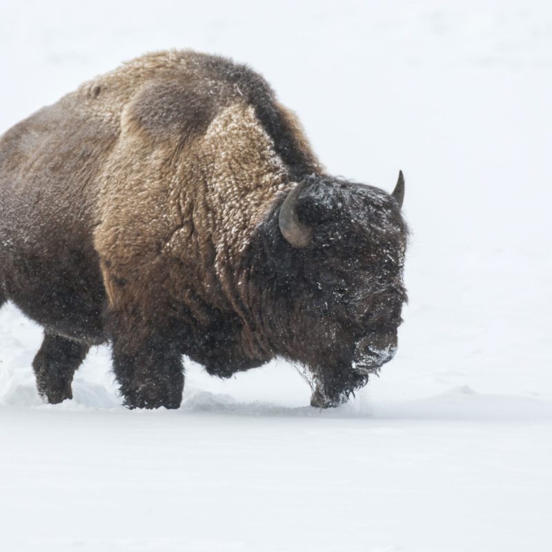 a bear that is standing in the snow