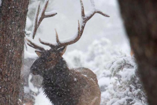 a deer in the snow