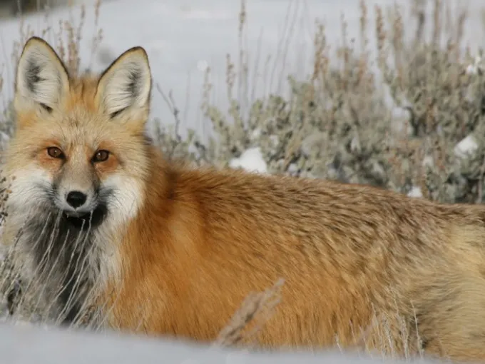 a fox in the snow