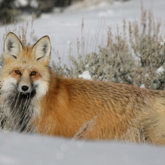 a fox in the snow