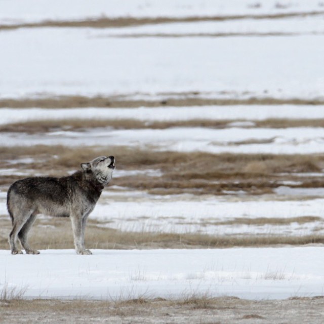a dog standing on top of a sandy beach