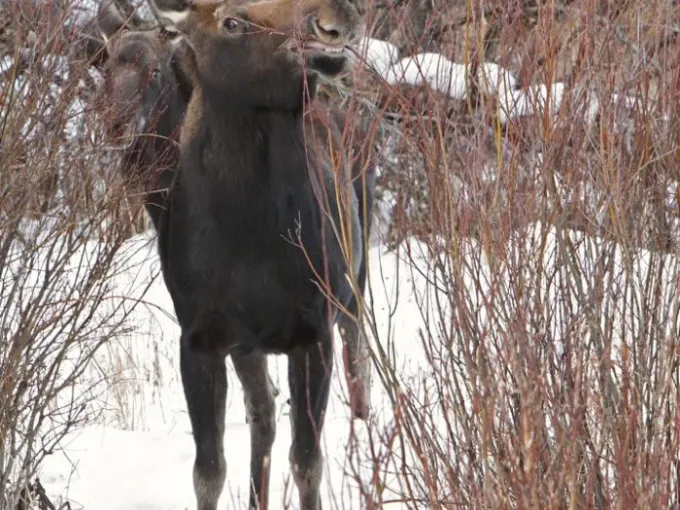 a brown moose standing next to a forest