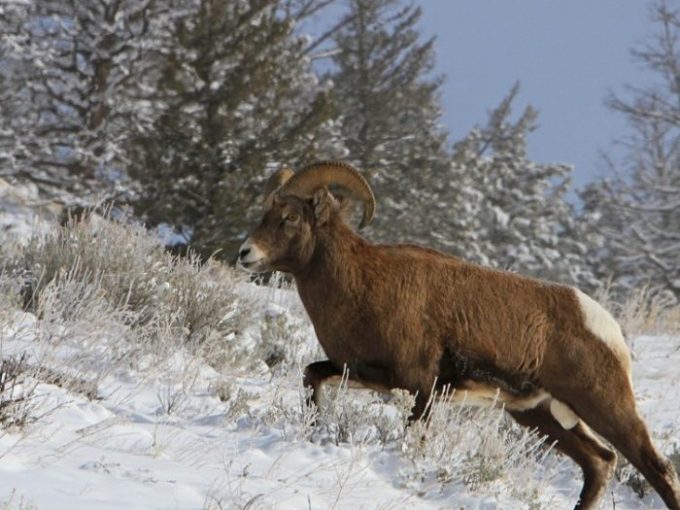 a herd of sheep standing on top of a snow covered field