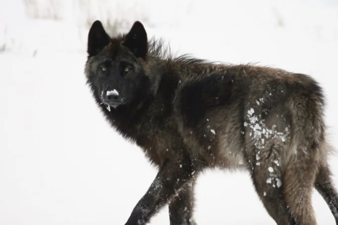 a dog standing in the snow