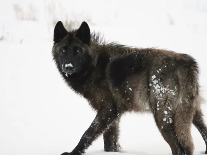 a dog standing in the snow