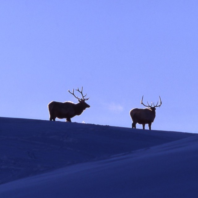 a herd of cattle walking through a cloudy sky