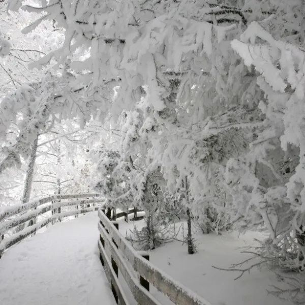 a tree covered in snow