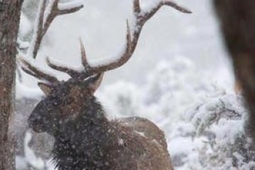 a deer in the snow