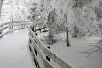 a tree with snow on the ground